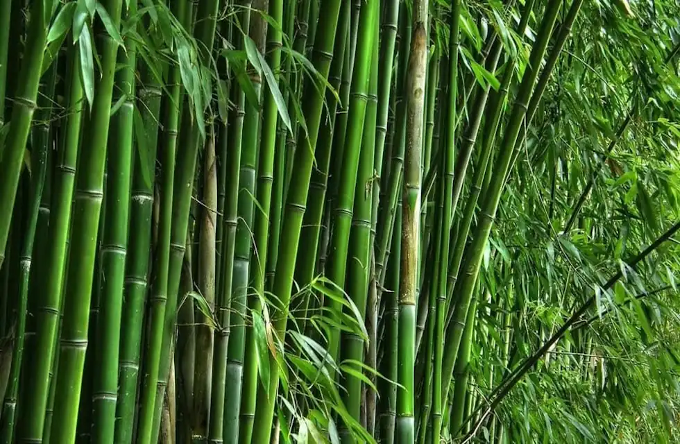 A Parábola do Bambu