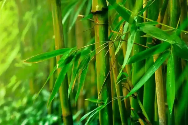 A Parábola do Bambu: Lições que Transformam a Vida 5 A Parábola do Bambu