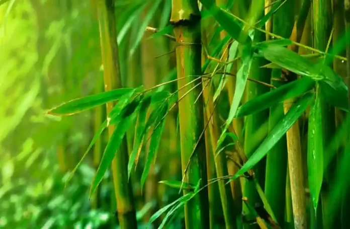 A Parábola do Bambu